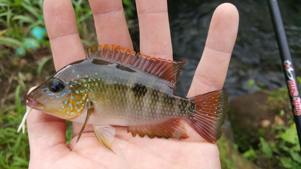 Costa Rica Part 1 Freshwater Fishing